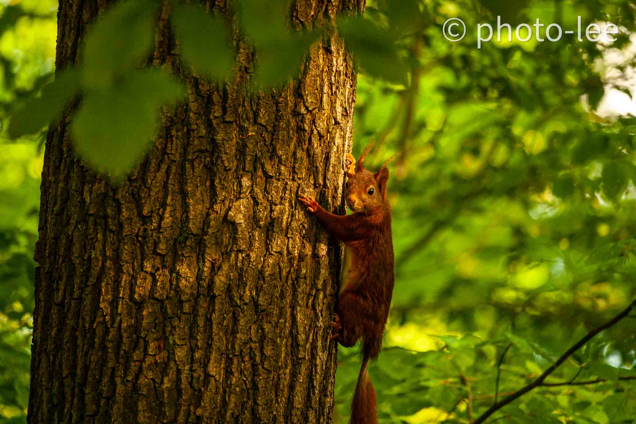 Ein Eichhörnchen guckt in die Kamera, während es gerade den Baum hochklettern wollte